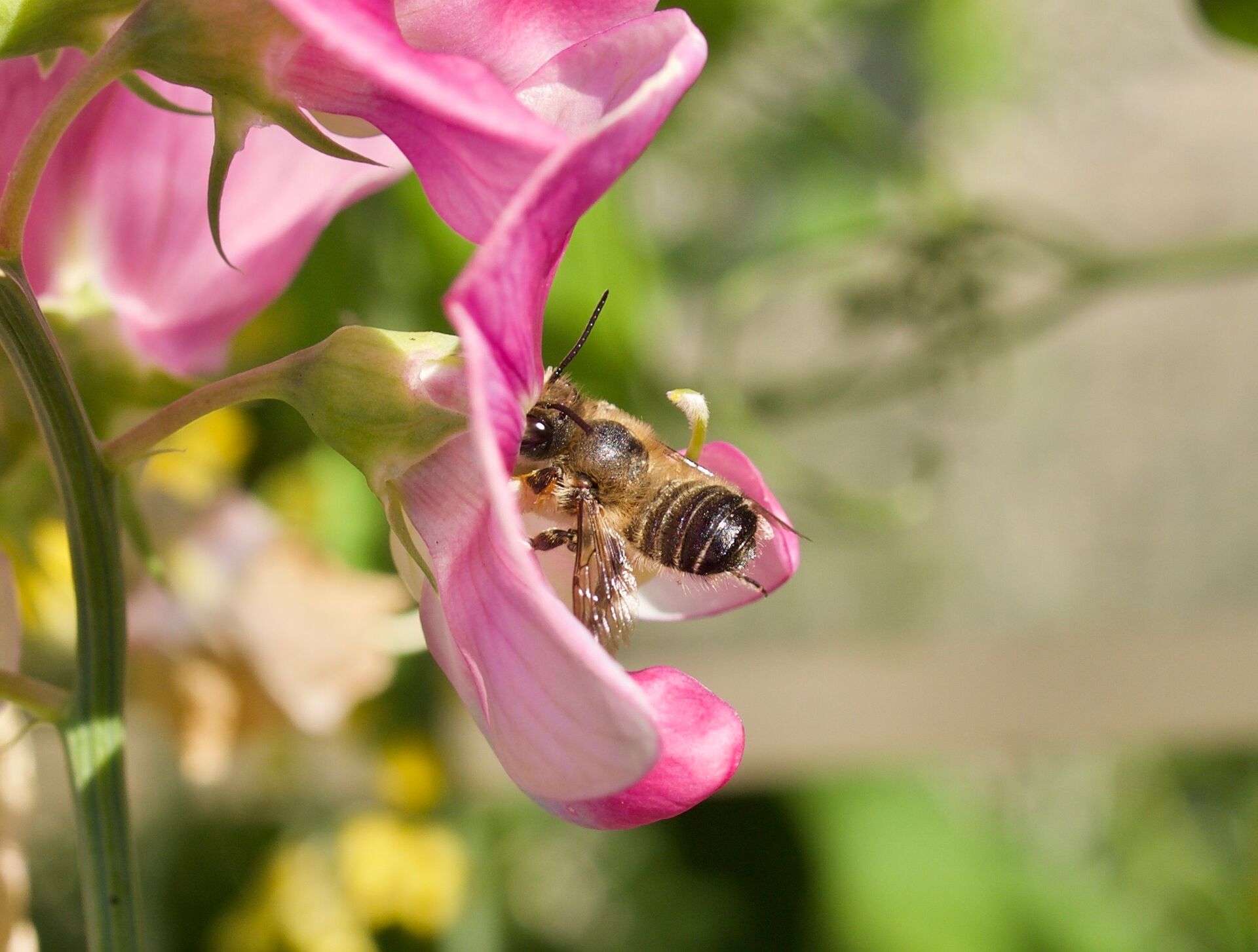 Linda Trein_Blattschneiderbiene_Megachile rotundata